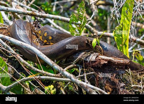 Amazon River Anaconda Facts