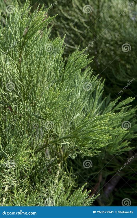 Giant Sequoia Green Leaves and Branches. Sequoiadendron Giganteum or ...