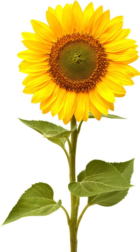 Hoa Hướng Dương, Sun Flower 1, Tải PNG Đẹp - KhoThietKe.Net