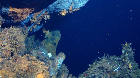 Deep-Sea Mining on Hydrothermal Vents Threatens Biodiversity | The Pew Charitable Trusts