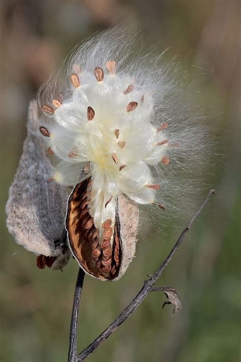 Milkweed | Description, Major Species, & Facts | Britannica