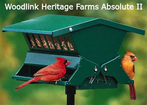 What is the Best Cardinal Bird Feeder? Top Picks and Feeding Tips