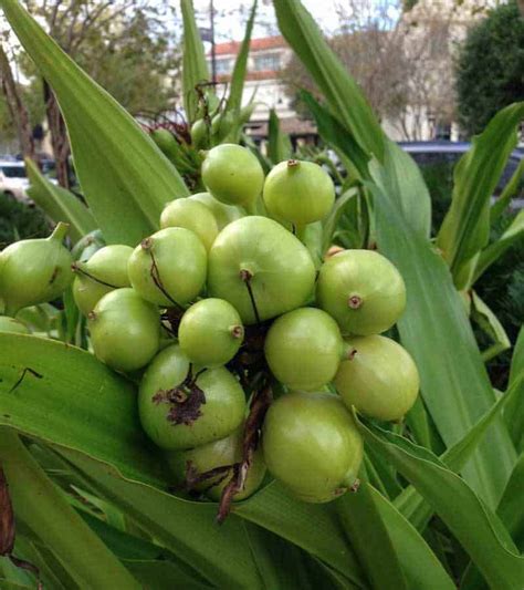 Crinum Lily Care Secrets: Growing Stunning Blooms with Ease