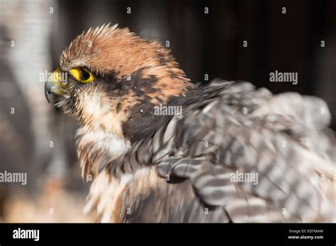 Juvenile Peregrine Falcon Stock Photo - Alamy