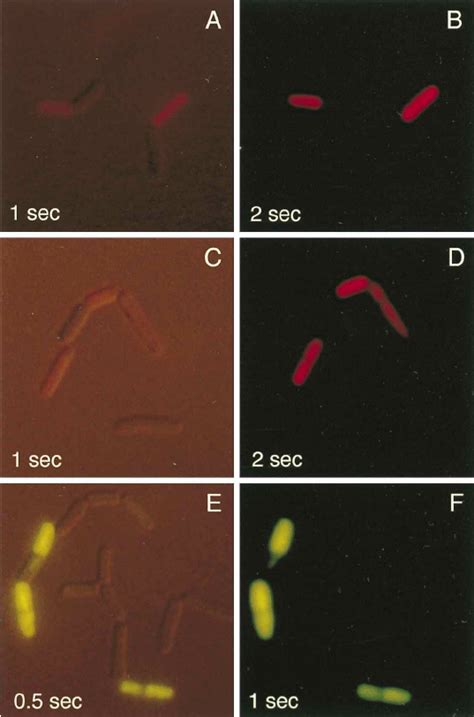 Fluorescence microscopy of propidium iodide- and SYTOX Green ...