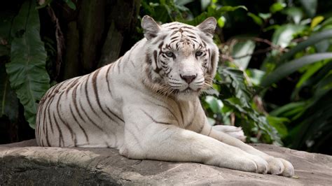 White tiger Wallpaper - Wildlife, Animals, Animals #10163