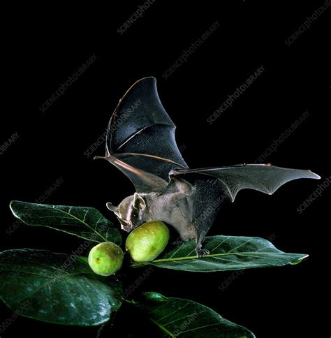 Common tent-making bat at figs - Stock Image - C024/7249 - Science ...