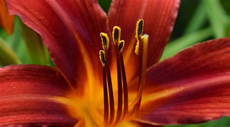 Free picture: beautiful photo, macro, pistil, nature, lily, plant, garden, flower, petal, summer