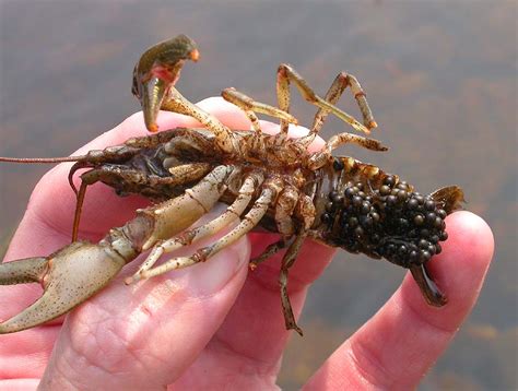 magickcanoe.com Blog » Blog Archive » a crayfish primer