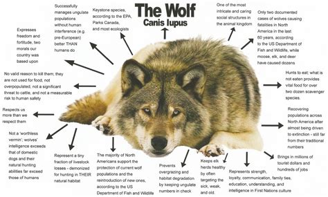 Wolf Facts - Conservation.Link