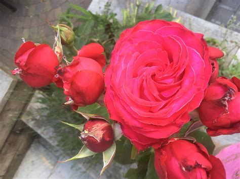 Red roses smell divine | Red roses, Small gardens, Small garden