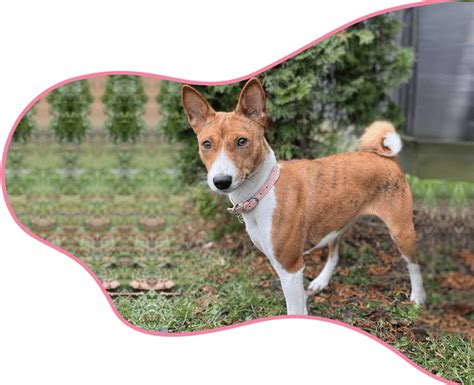 Basenji Breeders in Ontario - A Girls Best Friend Pups