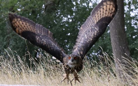 What Are the Largest Birds of Prey? | The Hawking Centre