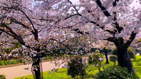 10 Best Cherry Blossom Viewing Spots in Osaka | Japan Wonder Travel Blog