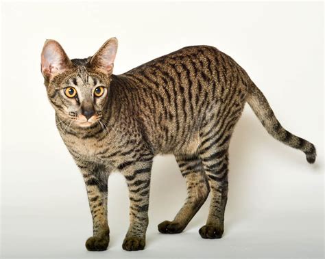 Tabby Cat Breeds, Colours & Markings - Cat-World