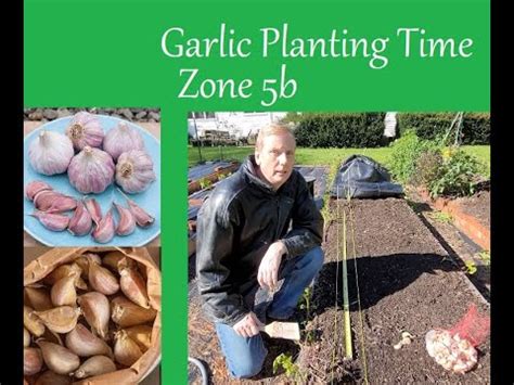 Garlic Planting Time 21 - Zone 5b - YouTube