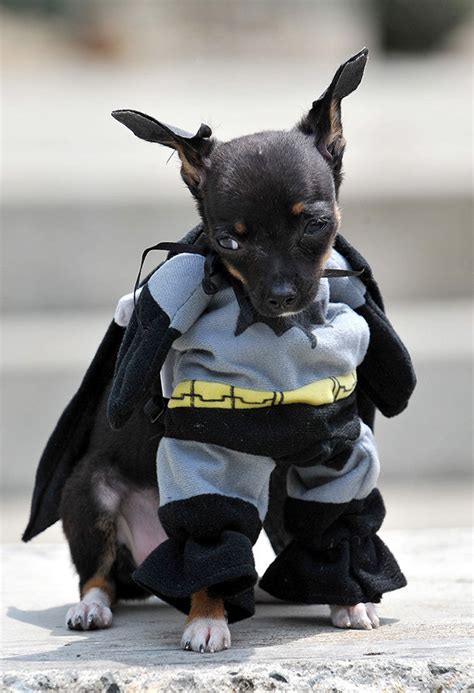 14 Pets Dressed Up As Superheroes