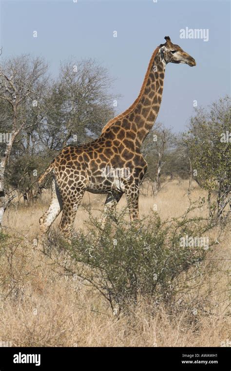 Southern Giraffe in South Africa Stock Photo - Alamy