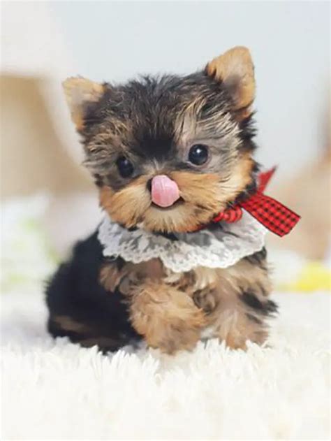 Cutest Teacup Dogs | Puppies Club