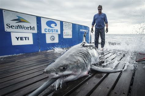 Great white shark tracked in Long Island Sound