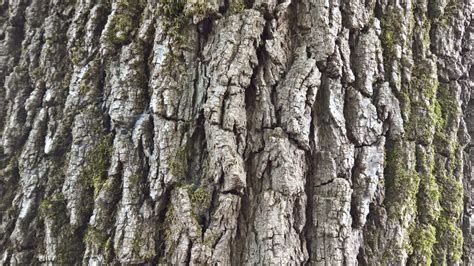 Walnut Bark – Cello Expressions Photography