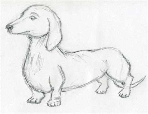 Dachshund | Dog drawing, Pencil drawing images, Cool drawings