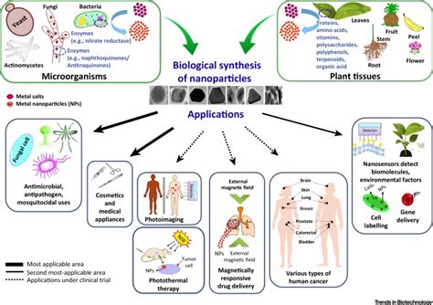 Biological Synthesis of Nanoparticles from Plants and Microorganisms: Trends in Biotechnology