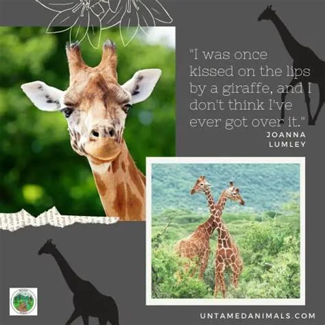 Giraffe Quotes - UntamedAnimals