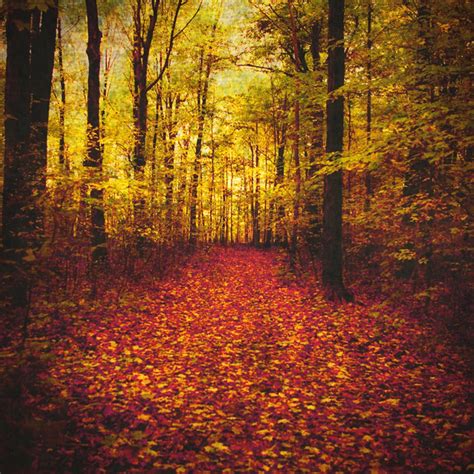 Autumn Photography Red Leaves Woodland Art Naturalist - Etsy