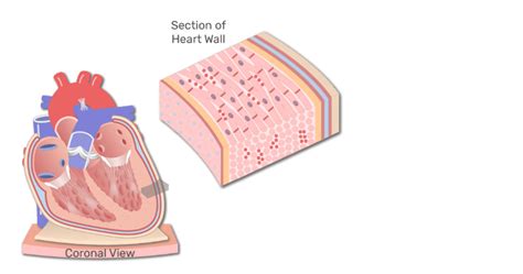 Layers of the heart wall and labeled diagram | GetBodySmart