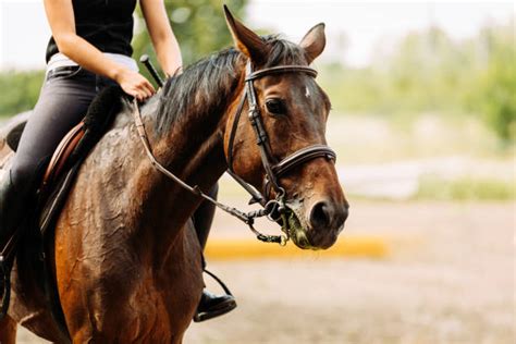 176,700+ Riding Horses Stock Photos, Pictures & Royalty-Free Images - iStock