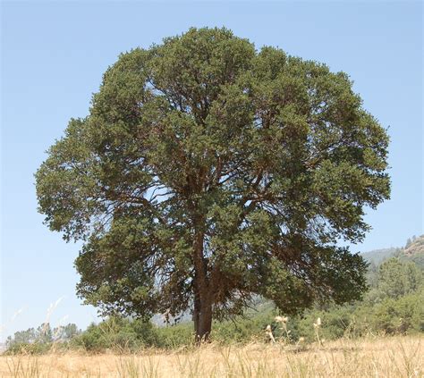 File:Large Blue Oak.jpg - Wikipedia