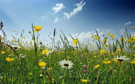 spring field wild flowers pictures - Yahoo Image Search Results ...