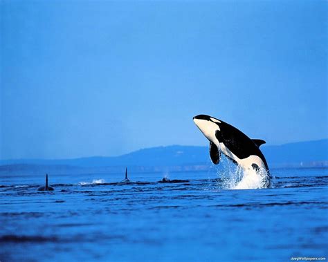 Killer Whales Wallpapers - Wallpaper Cave