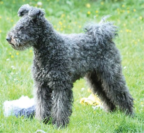 Pumi Coat - Texture & Grooming - Showsight