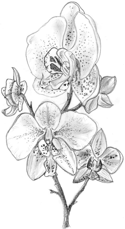 orchid sketches | orchid by irongarlic traditional art drawings other 2010 2013 ... | Tattoos ...