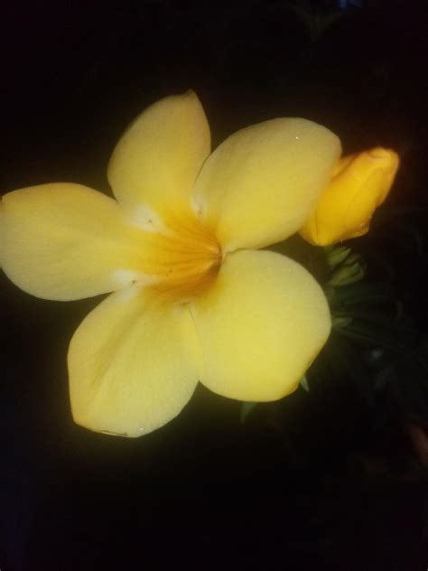 Allamanda Flower, Beautiful Flower, Beautiful Garden, Wallpaper, Flower ...