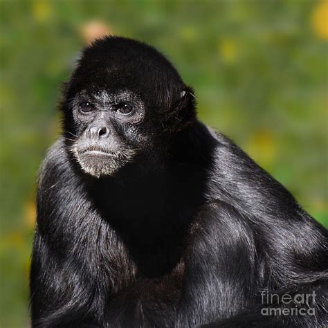 critically endangered Black Spider Monkey Photograph by Paul Davenport