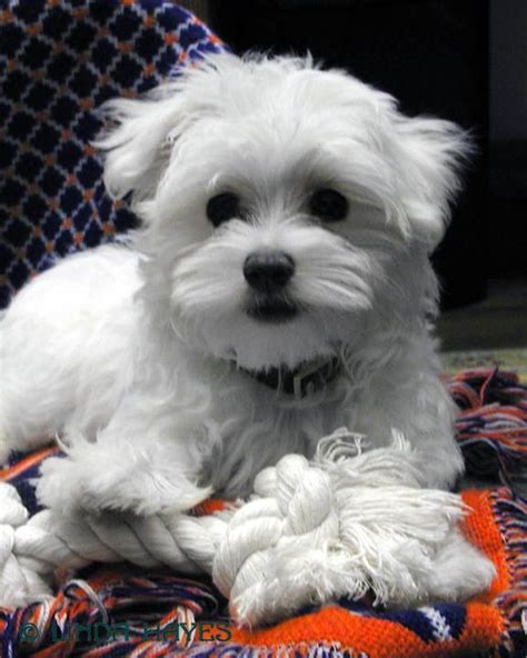 Maltese Shih Tzu Puppies For Adoption