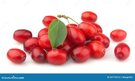 Dogberry close up stock photo. Image of nature, closeup - 20779216