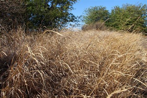 Dry field grass in autumn stock photo. Image of isolated - 230764362