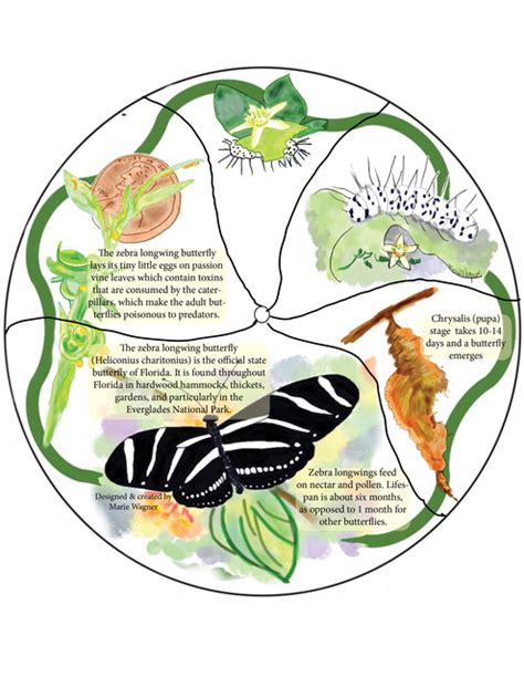 Zebra Longwing Butterfly Life Cycle