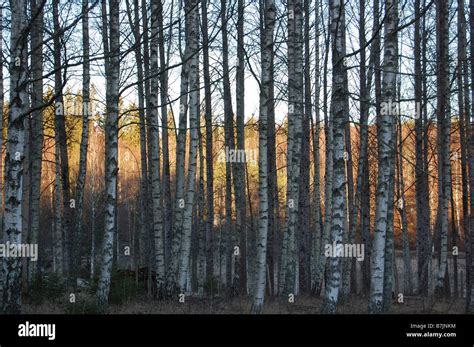 silver birch forest in sweden winter Stock Photo - Alamy