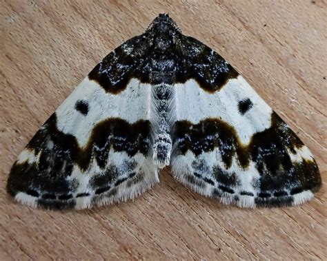 Mesoleuca gratulata (Western White-ribboned Carpet Moth) – 10,000 Things of the Pacific Northwest