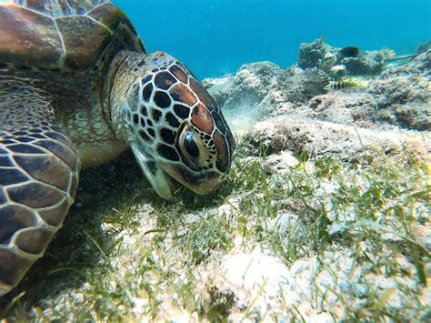 Puerto Rico Wildlife: 5 Species You Can See While Snorkeling | PR Activities