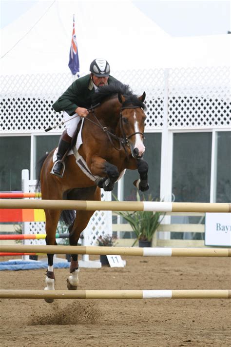 Bay Warmblood Horse - Show Jumping at Pebble Beach by HorseStockPhotos ...