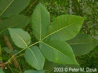 Hickory Leaf Identification