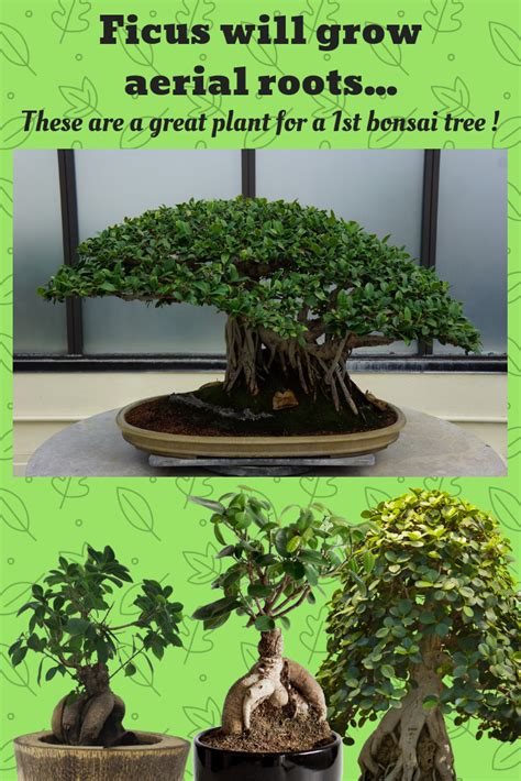 14+ Ficus Bonsai Potting Soil Background - Bonsai Ideas