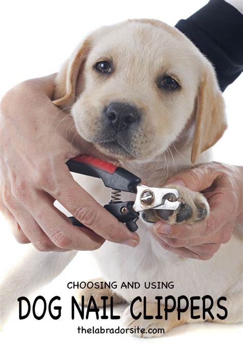 Choosing And Using Dog Nail Clippers by The Labrador Site