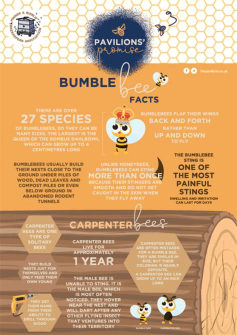 Bumble Bee facts - The Pavilions